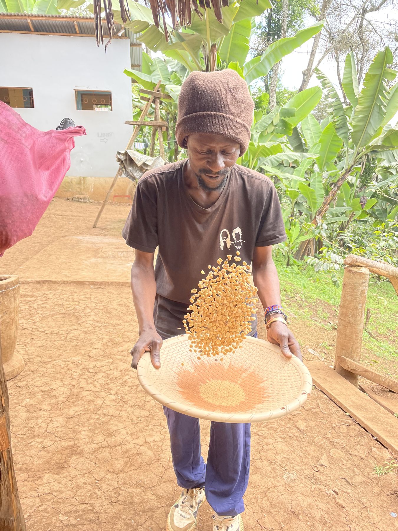Coffee beans tossed in a woven tray to clear the husks